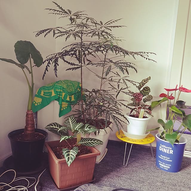 akinsさんの実例写真