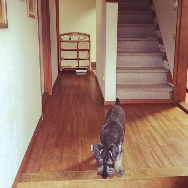 kyonchanさんの実例写真