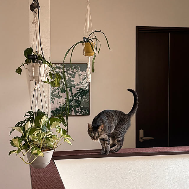 greycatsさんの部屋