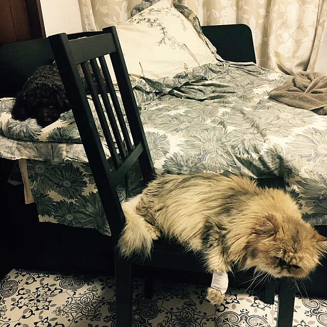chamikogoriさんの実例写真