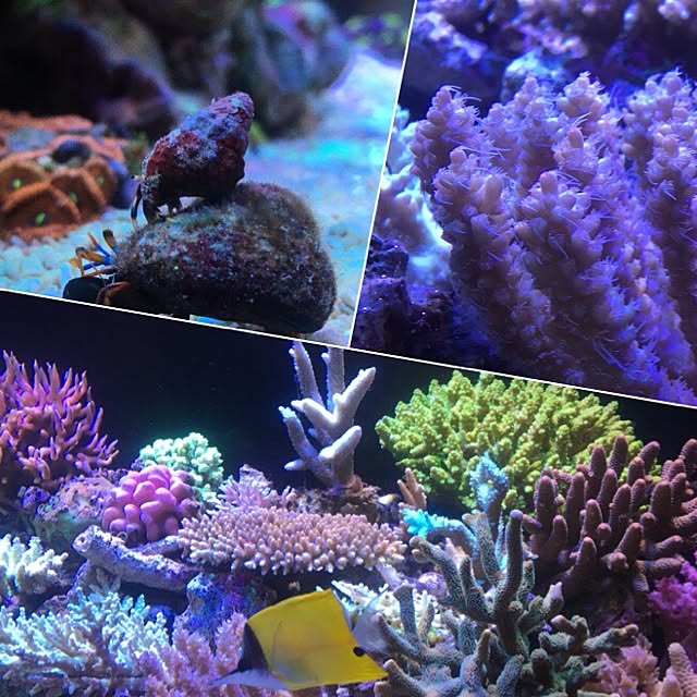 aquarium_seaさんの実例写真