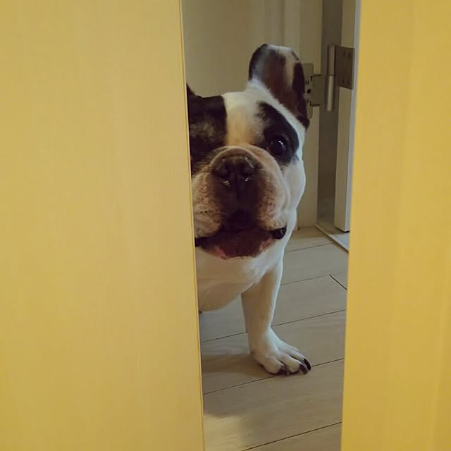 panchobiさんの実例写真