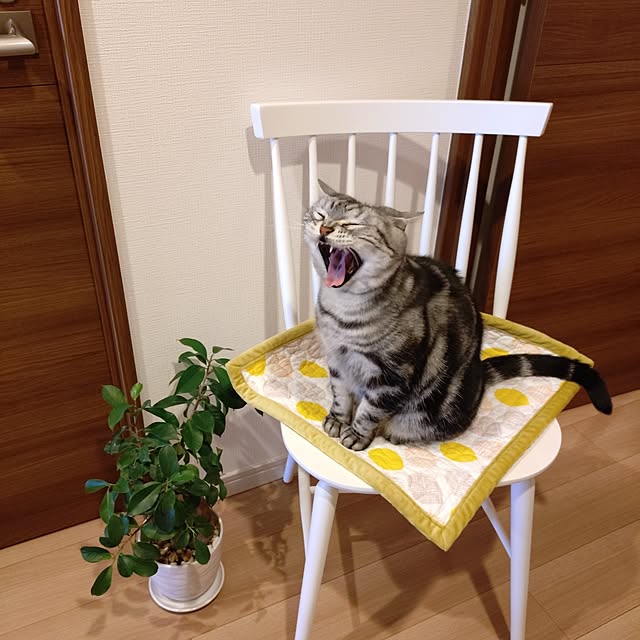 ricoricoさんの実例写真