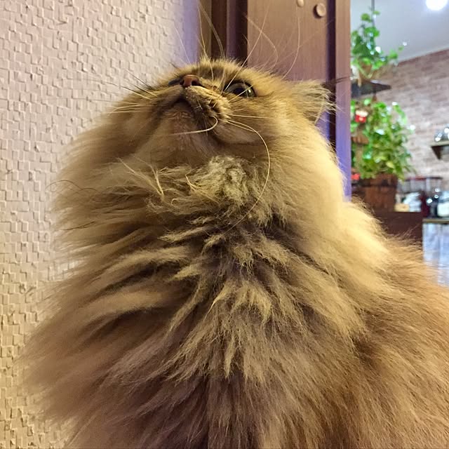 butachanさんの実例写真