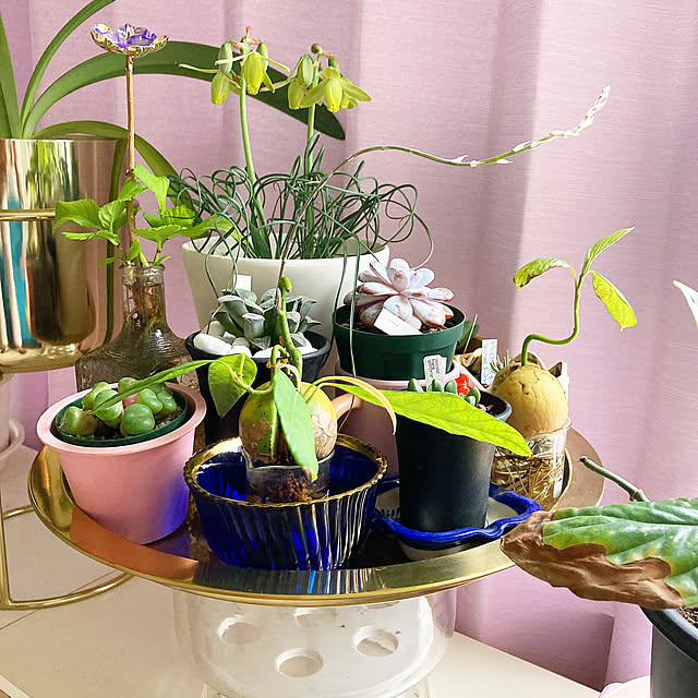 mikactusさんの実例写真