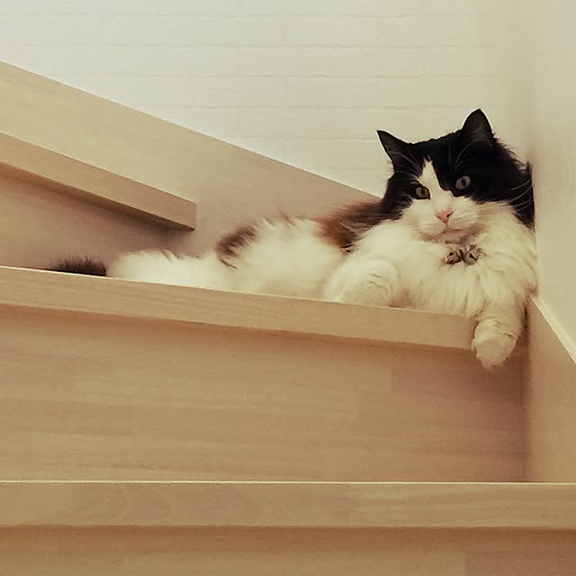 joyさんの実例写真