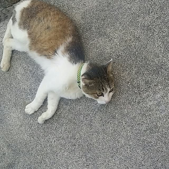 lemoned1126さんの実例写真