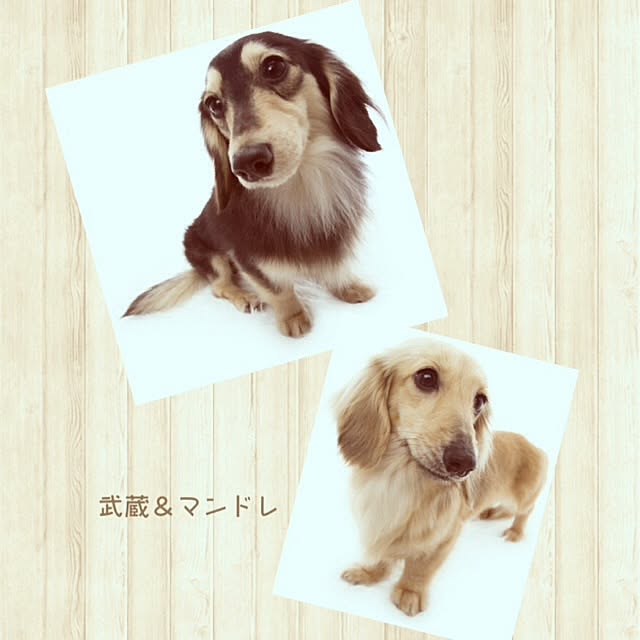 chocolateさんの実例写真