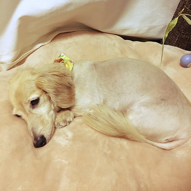 chiiiさんの実例写真