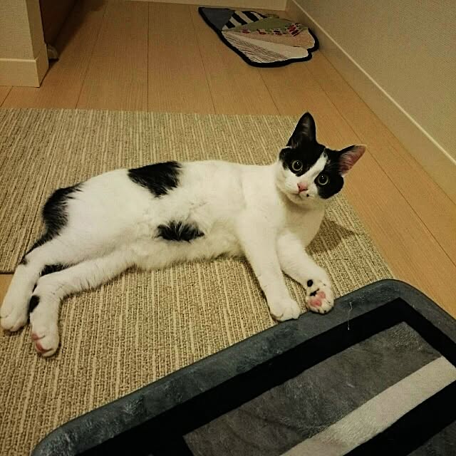 botanさんの実例写真