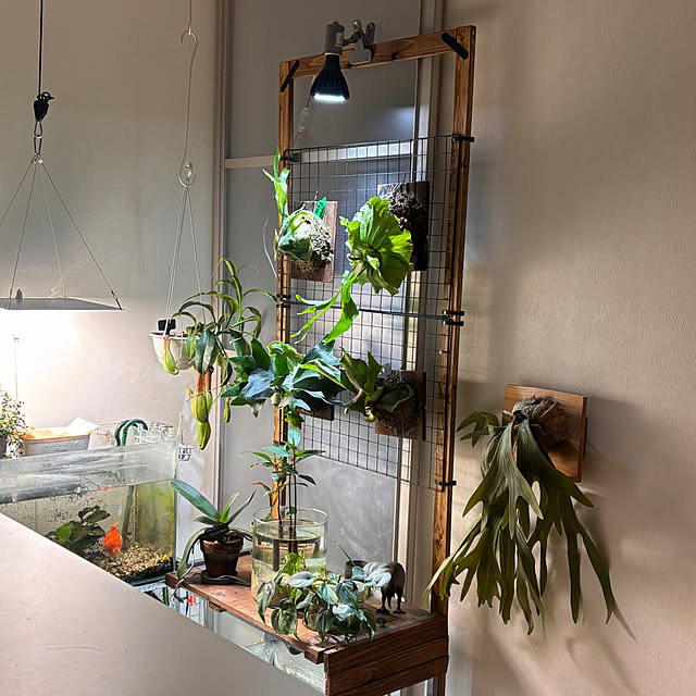 greycatsさんの部屋