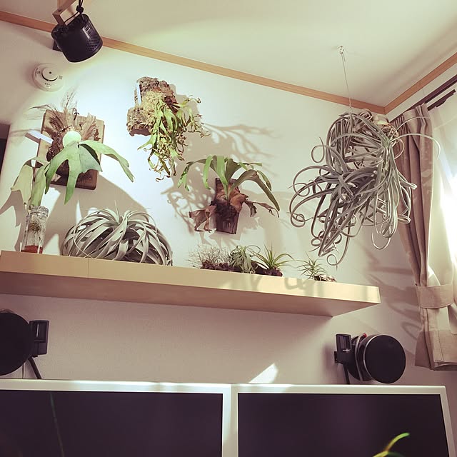 S-Tillandsiaさんの実例写真
