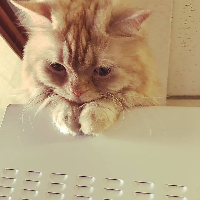 roseさんの実例写真