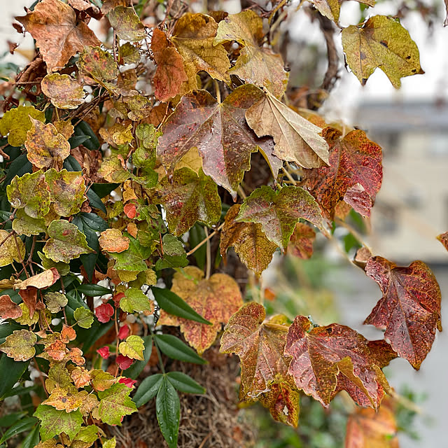 蔦の紅葉/紅葉/蔦の葉/逢/秋...などのインテリア実例 - 2022-11-13 11:18:04