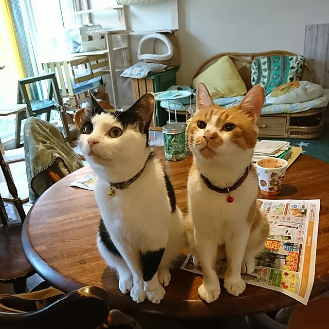 SHIHOさんの実例写真