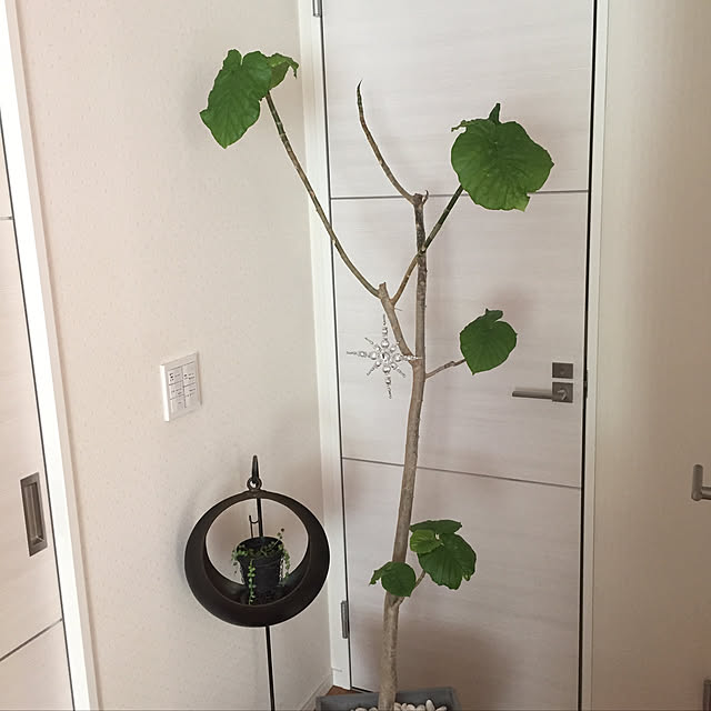 fu-mufumuさんの実例写真
