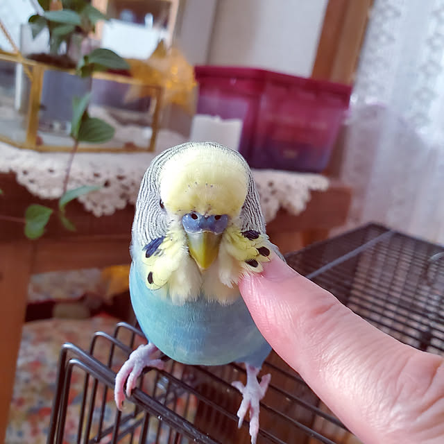 maimaiさんの実例写真