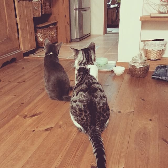 chiayamaasaさんの実例写真