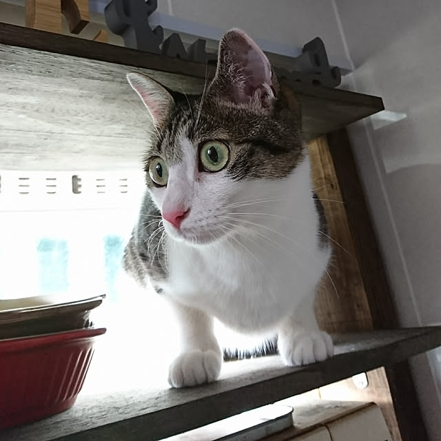 kiraさんの実例写真