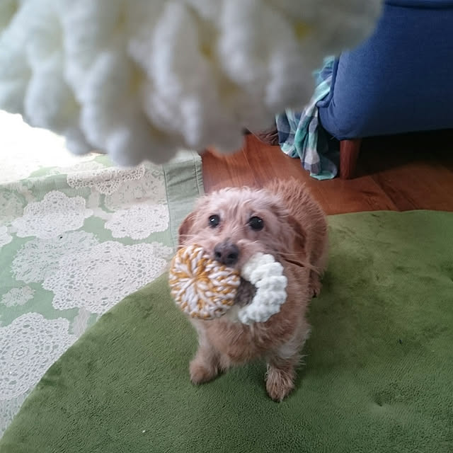 chocococoaさんの実例写真