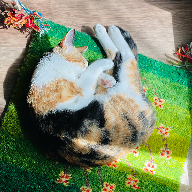 mariさんの実例写真