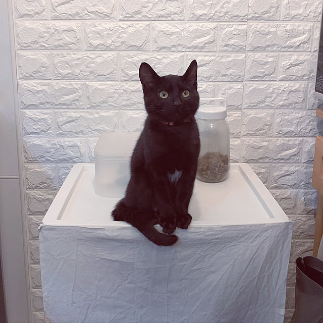 nekomiさんの実例写真
