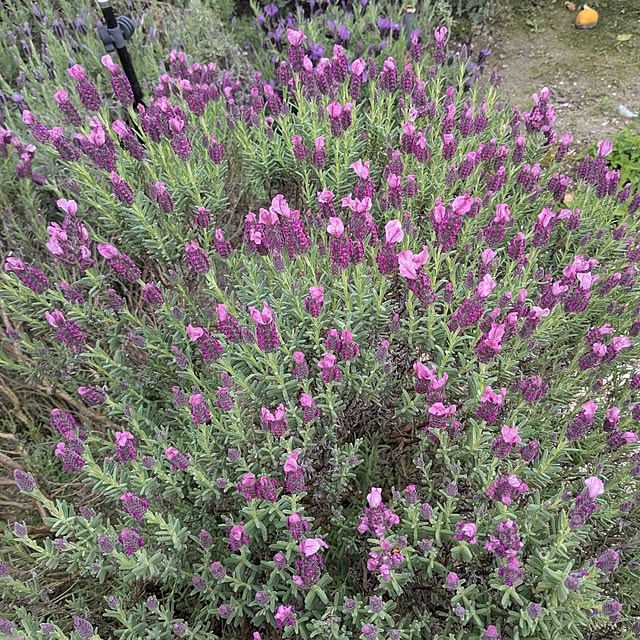 machikomamaさんの実例写真