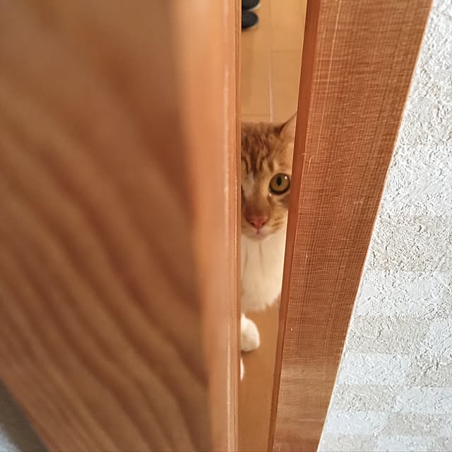 baronkotarouさんの実例写真