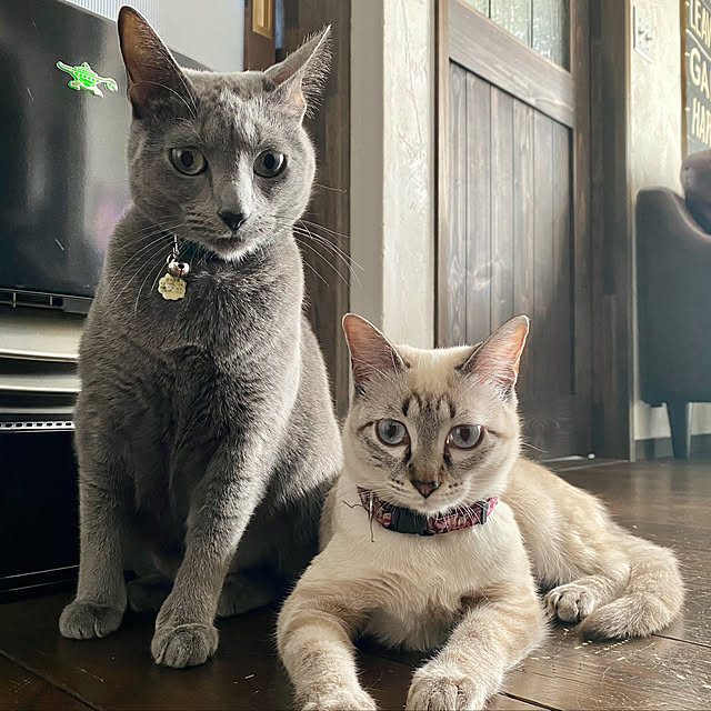 capelさんの実例写真