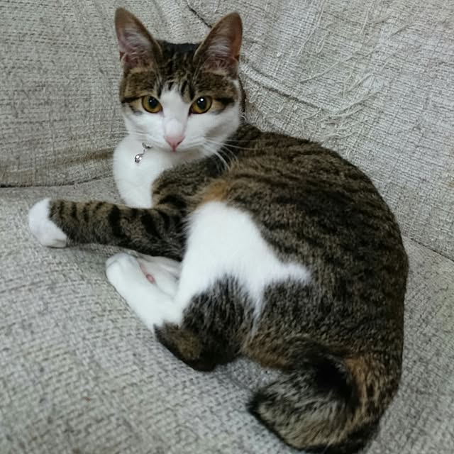 saarinさんの実例写真