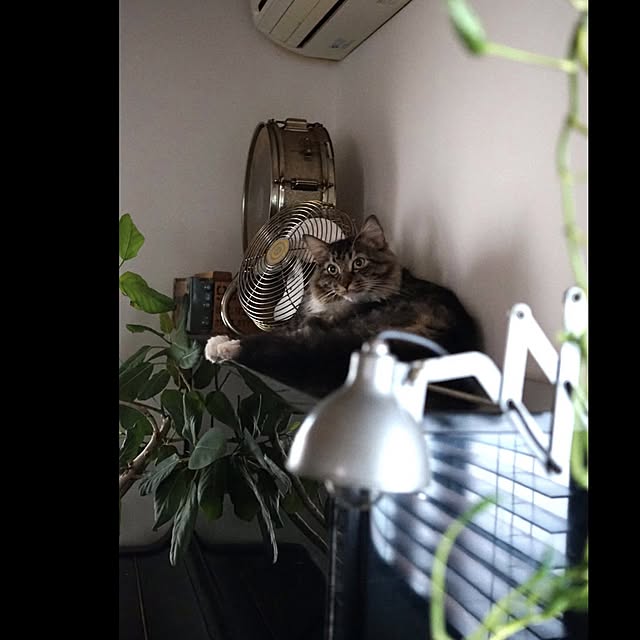 jnkaiさんの実例写真