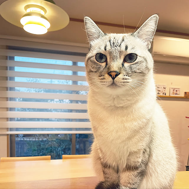 yu-さんの実例写真