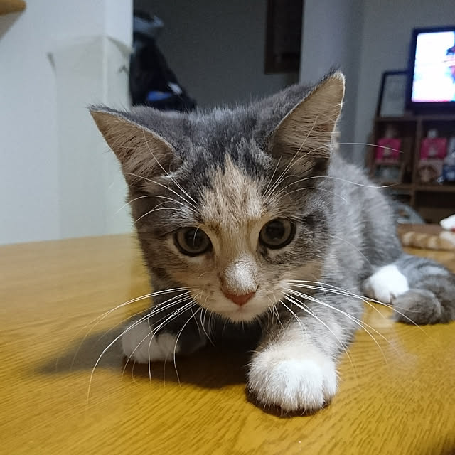 shinobuさんの実例写真