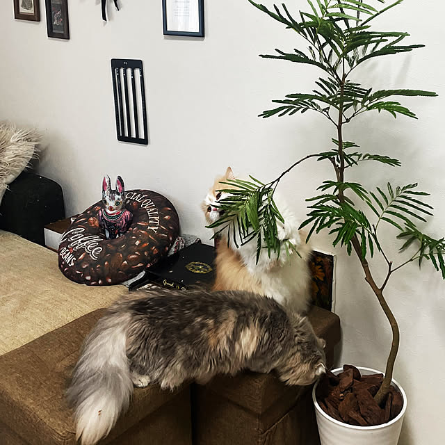 yuuchoさんの部屋