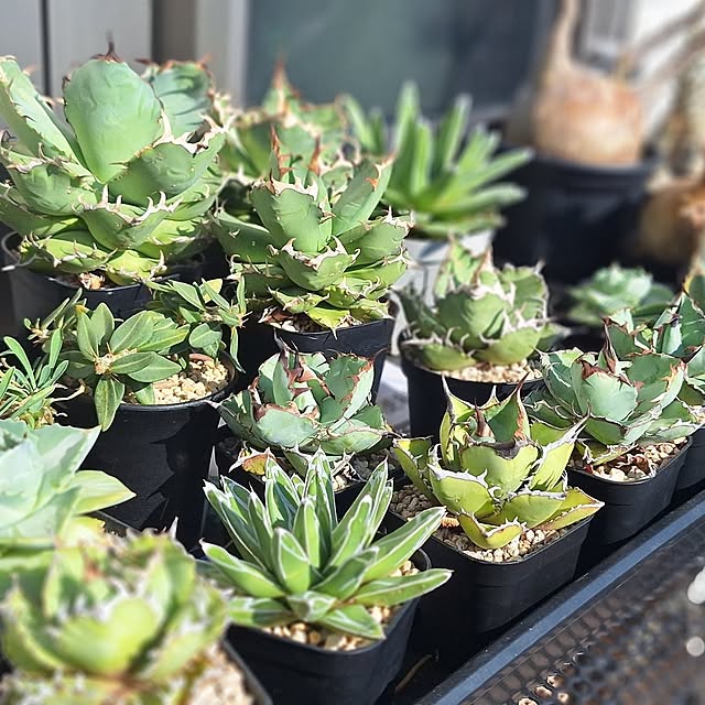 souさんの実例写真