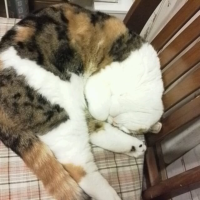 mikiさんの実例写真