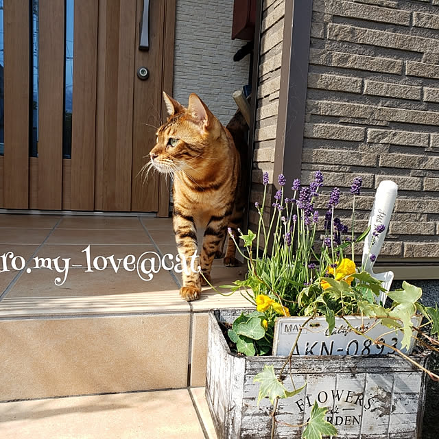megu.catさんの実例写真