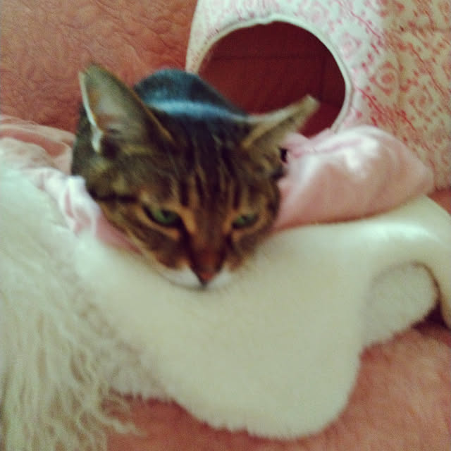 lilyさんの実例写真