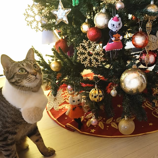 Nekologyさんの部屋