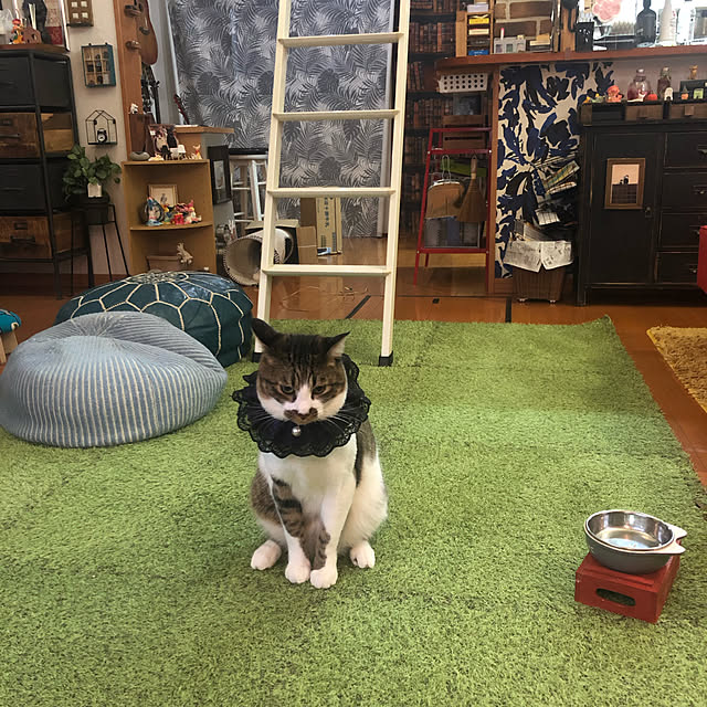 jijiさんの実例写真