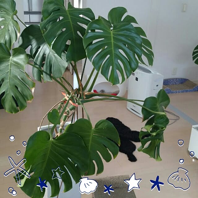 kikinanaさんの実例写真