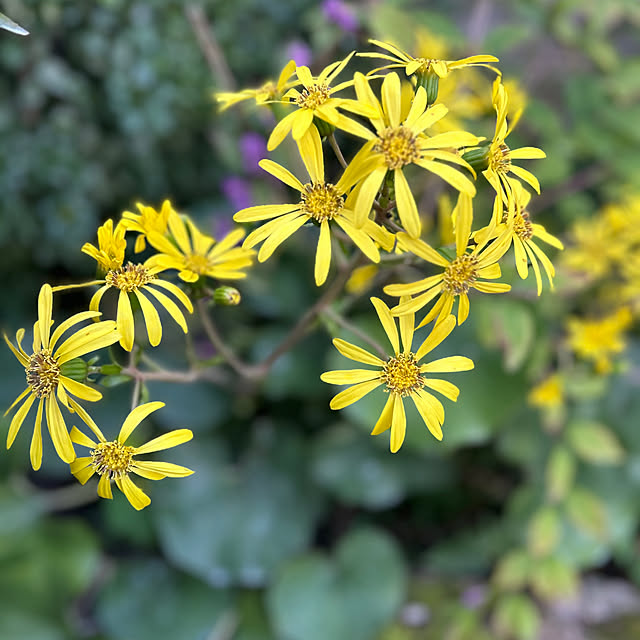 banbinaさんの部屋