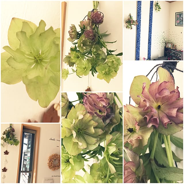 portulacaさんの実例写真