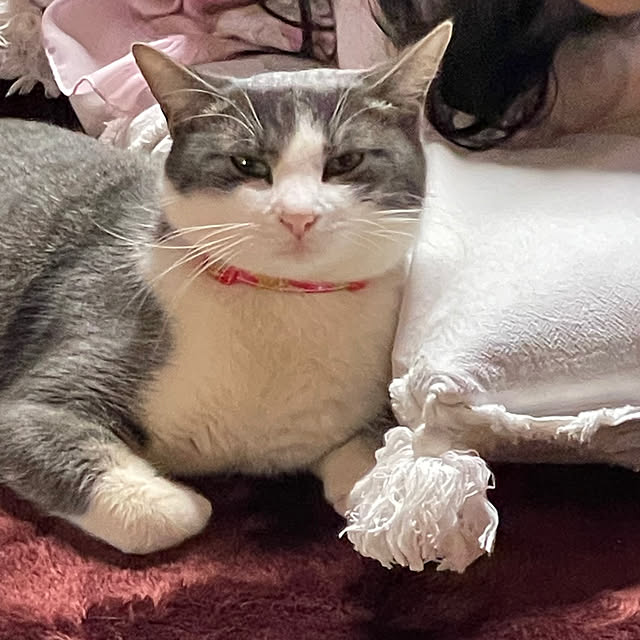 nekosamaさんの部屋