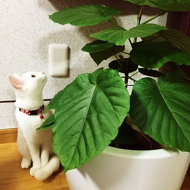 yurikoさんの実例写真