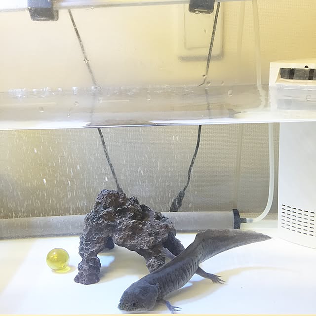 chibabababaさんの実例写真