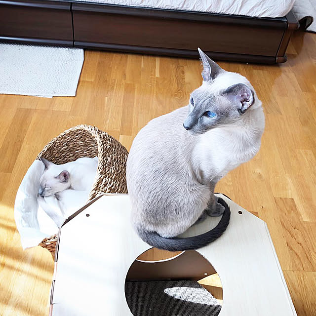 部屋全体/かご/ねこのいる日常/キャットハウス/北欧...などのインテリア実例 - 2019-05-27 09:26:10