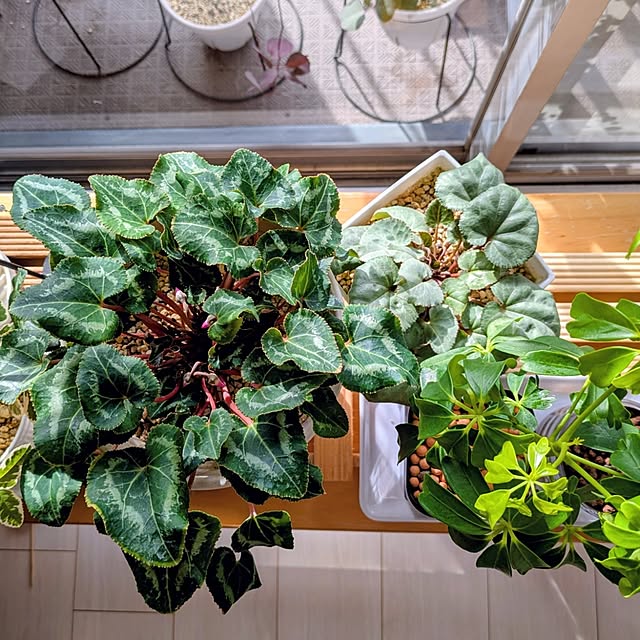 mi-saさんの部屋