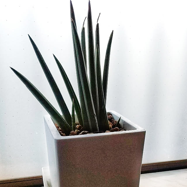 Renさんの実例写真