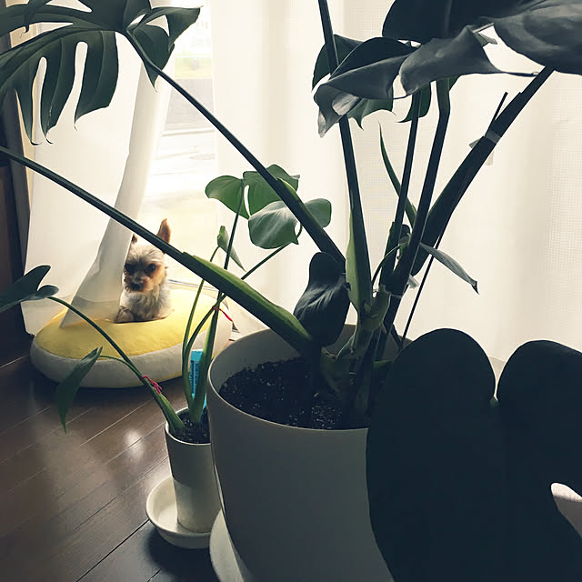yuminnieさんの実例写真